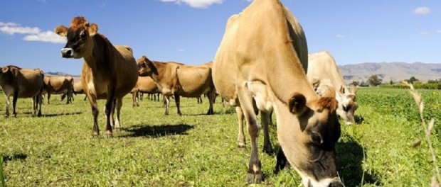 Jersey Milk Cow by Maple Shade Farm grassfed label