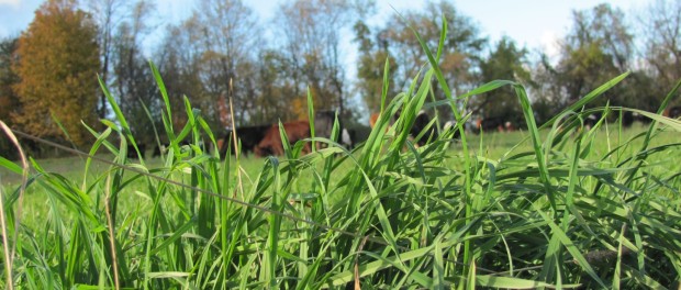 Pasture Online Grazing Management Course