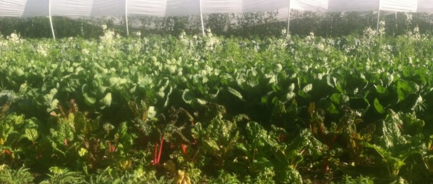 Tangleroot Farm Tangleroot Farm Job