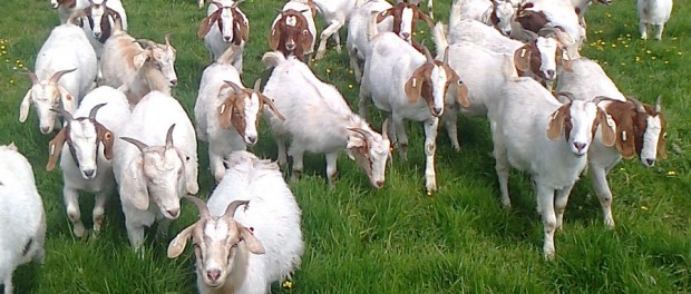 Goat Meat Animals by Critter Files Which meat animal is best for your farm
