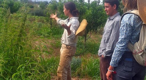 fairview-gardens-goleta-education-apprentice Farm Education Apprenticeship