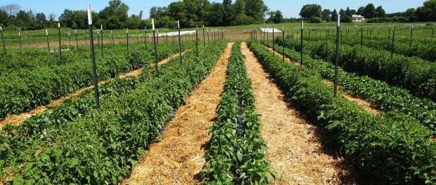 farm1 community farm jobs in Wisconsin