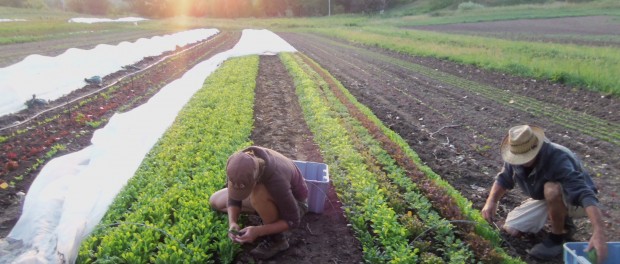 fiddle foot 100_0887 Ecological Farming Internships