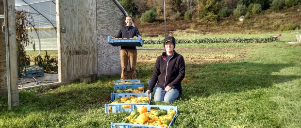 rsz_veggies Vegetable Farmer Job