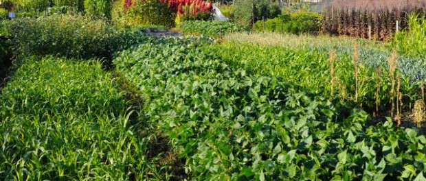 Ecology Center Farm Non-Profit Farm Job