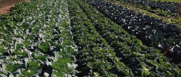 FullSizeRender+(2) CSA Farm Manager Wanted