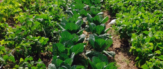 FullSizeRender Farming Apprentice New Mexico