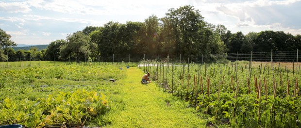 Hudson Valley-3384-XL Vegetable Grower Job in the Hudson Valley