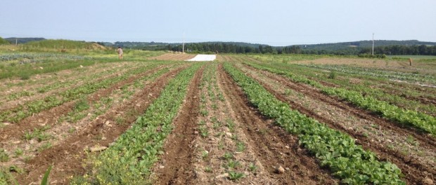 Main Street Farms Field Manager Job at Main Street Farms