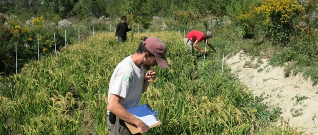 rice picture Farm Apprentice and Manager Job