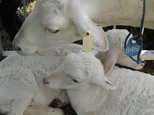 1e0182_8c393355b1b94b8baeb1518676f4f589 VSU Sheep Facilities