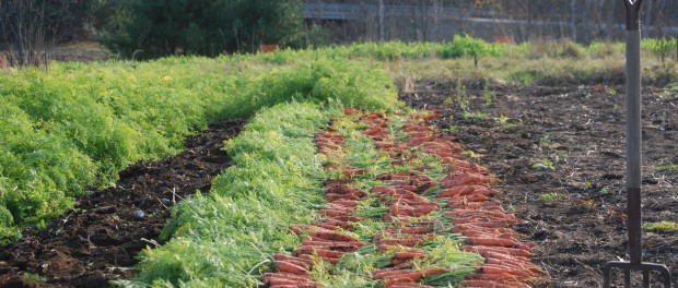 2014-carrots-29y32f8 Organic and Vegetable Farming Webinars