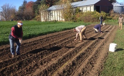 Garlic planting photo Planting Garlic