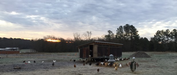 IMG_5935 Mobile hen house