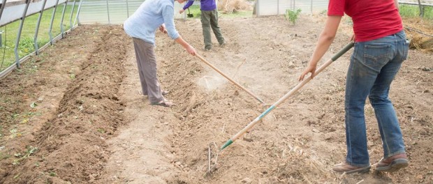 Internship photo making hoophouse beds