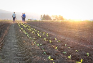Walking farm field