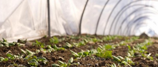 unnamed (2) Season Extension with High Tunnels