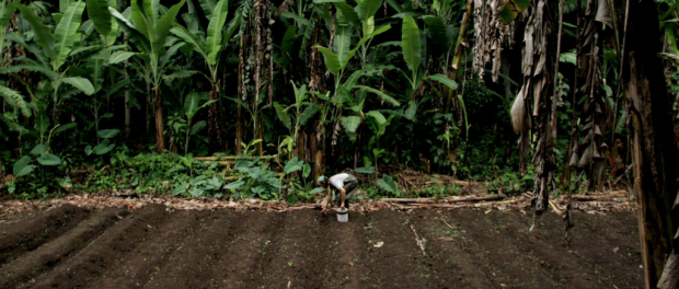 rsz_image_1 Farming in Hawaii