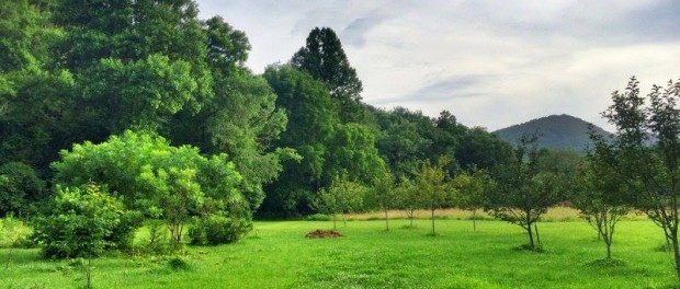 10365953_829821450363951_9123239346746935129_n North Carolina Homesteading