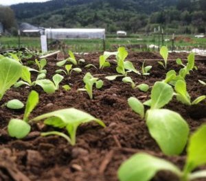 Grange School Grange School of Adaptive Agriculture