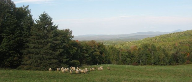 noname Vermont Sheep Farm