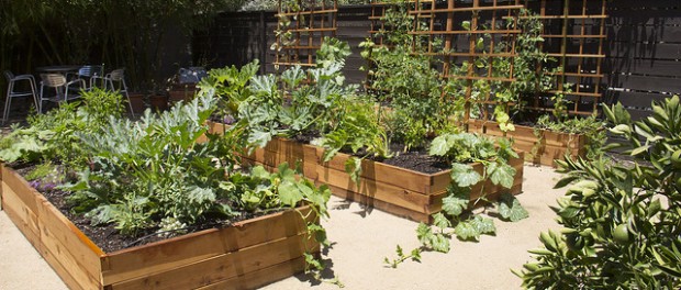 18065157534_c2f8fc02fa_z urban farmer