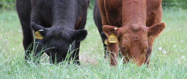 21362 holistic grazing intensive