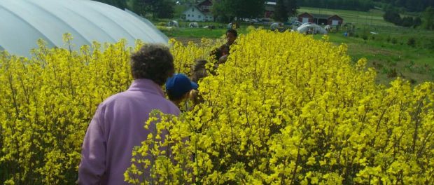 kaleflowers Organic Farm School