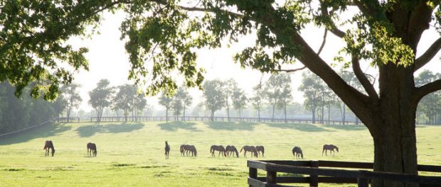 rsz_1rsz_img_3829 Kentucky horse farm