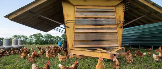 unnamed pastured poultry production