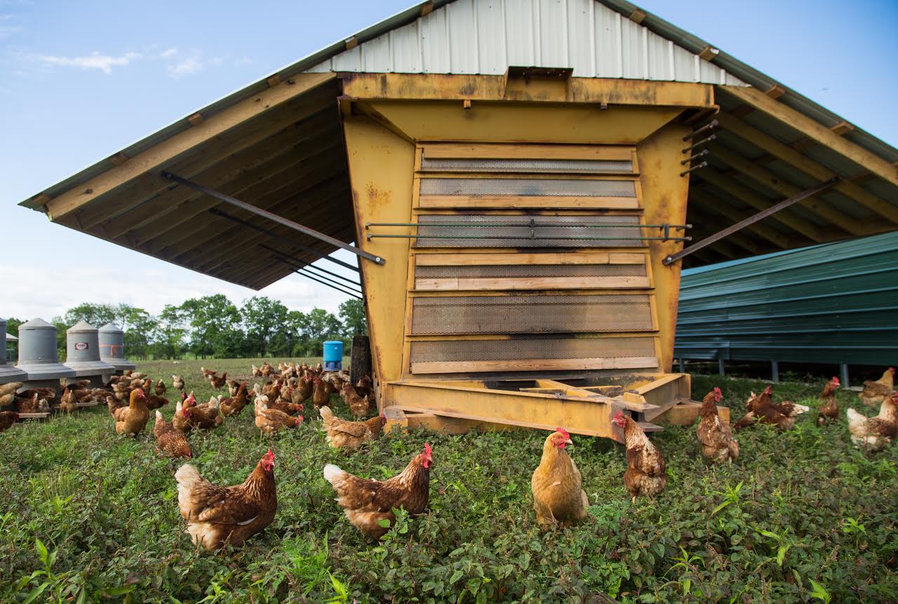 pastured-poultry-production-manager-job-beginning-farmers