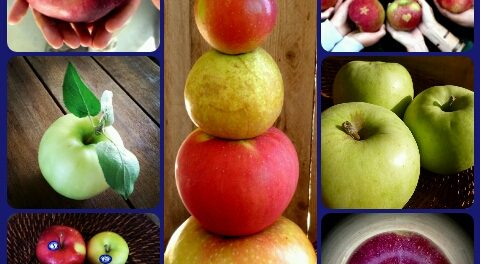 NSO Flavor fruit and vegetable production