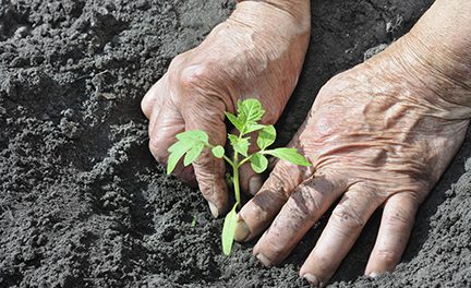 planting a tomato seedling online farming classes