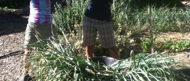 rsz_garlic Youth Garden