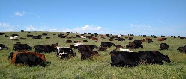 rsz_img_20160722_090136512 holistic ranching