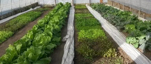 unnamed growing in high tunnels