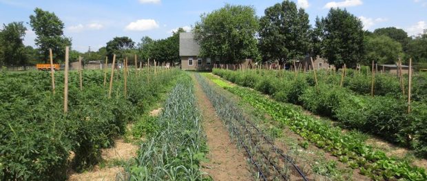 QueensFarm Queens Farm