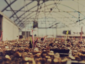 Seedling-AO-FB-3-11-15-ADJ-DARK-300x225 routes to farm