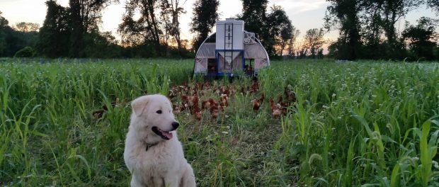 Yeti with hens farm foundation