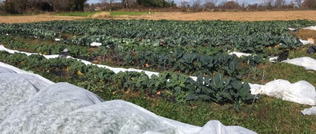 brassica field Your Chef's Table Farm