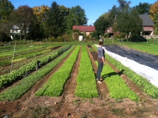 Anniefield of greens with barns Broad Wing Farm