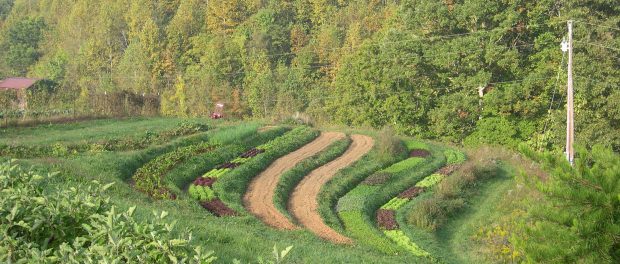 Highgate Farm F Block Market Garden Farm Internships in North Carolina