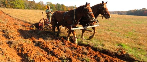 IMG_6337 draft horse powered vegetable farm