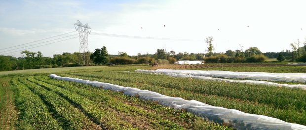JimBedForming Organic Farm Internships in Michigan