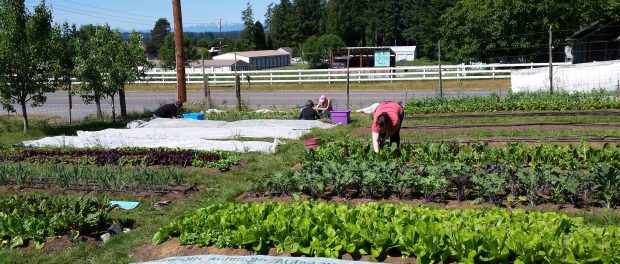 GoodCheerGardenPic Food Bank Nonprofit