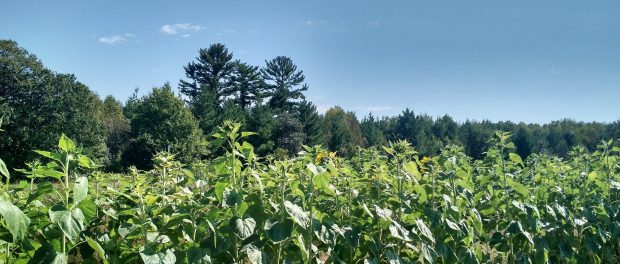 rsz_sunflowers Fresh Starts Farm