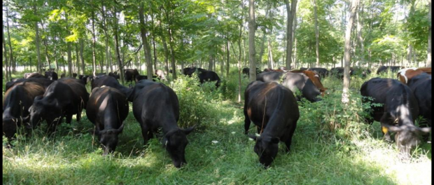 sp-conf-brochure-pic1-1w1nbjw (1) Agroforestry Trainings for Military Veterans