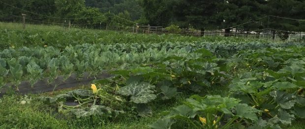 unnamed Clark's Farm