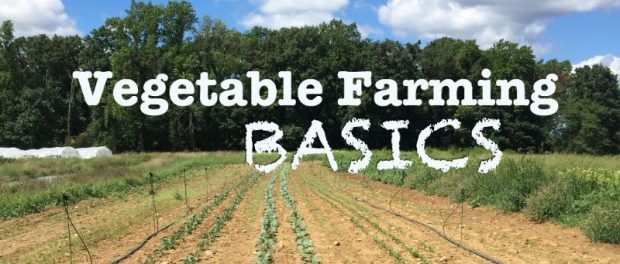 unnamed growing vegetables for sale