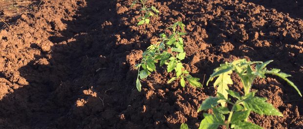 unnamed Loam Agronomics